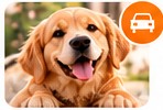 Köpek pet taksi hizmeti