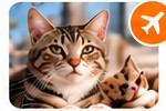 Kedi taşıma hizmeti